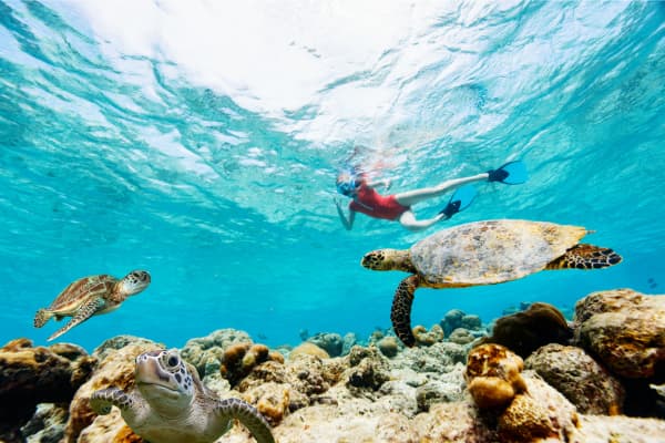 Tour Tulum con Cenote y Nado con Tortugas en Akumal