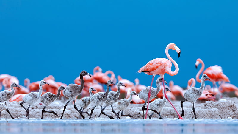 Tour Río Lagartos y Las Coloradas con Baño Maya y Manglares
