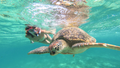 Tour Tulum y Nado con Tortugas en Akumal