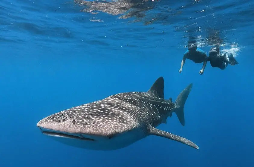 Nado con Tiburón Ballena en Cancún