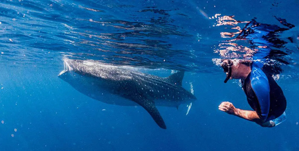 Nado con Tiburón Ballena en Cancún