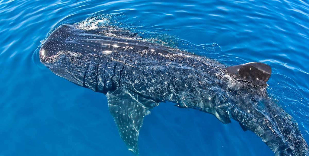 Nado con Tiburón Ballena en Cancún