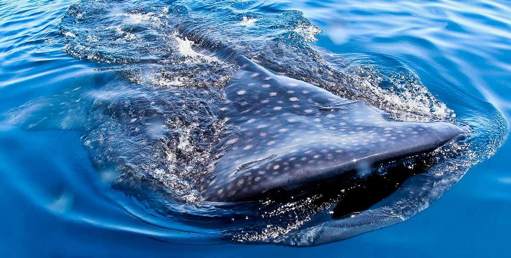 Nado con Tiburón Ballena en Cancún